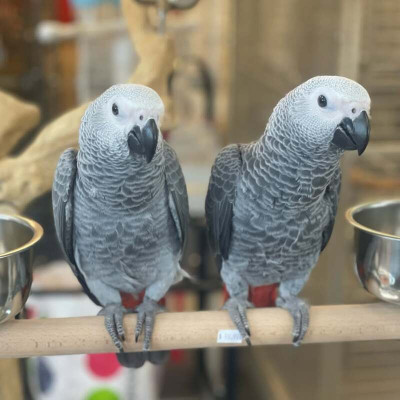 Loro gris africano yaco joven de 6 meses con anilla oficial