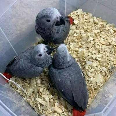 Loro yaco de cola roja bebé de 2 a 3 meses criado a mano.