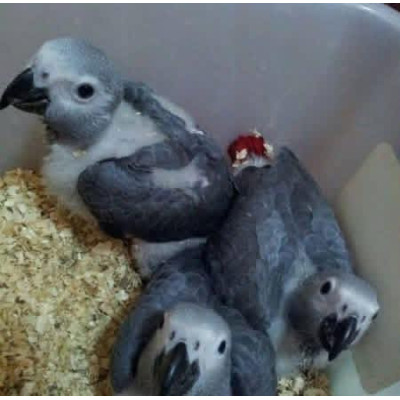 Psittacus erithacus de 3 meses con plumaje gris en perfecto estado