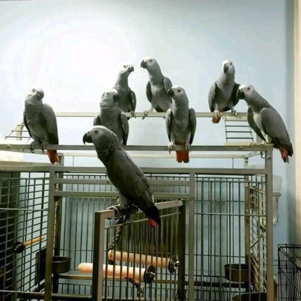Loro gris africano (Yaco) criado a mano – Psittacus erithacus anilla (8 meses) ♮001