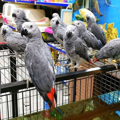Primer plano de un loro gris africano yaco de cola roja de 6 meses criado a mano
