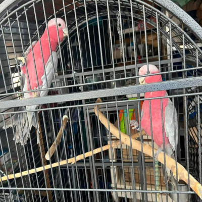 Cacatúa galah papillera socializada disponible para compra segura