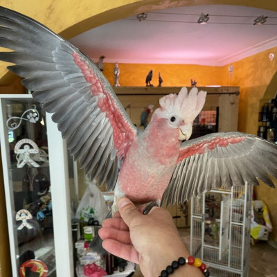 Comprar cacatúa galah en Madrid | Papillera y anillada