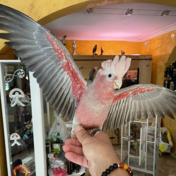 Cacatúa galah papillera - Eolophus roseicapilla hembra anillada (10 meses) ♮001