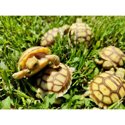 Cría de tortuga sulcata de 5-10 cm Centrochelys sulcata joven