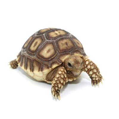 Tortuga de espolones africana juvenil para recinto exterior o jardín.