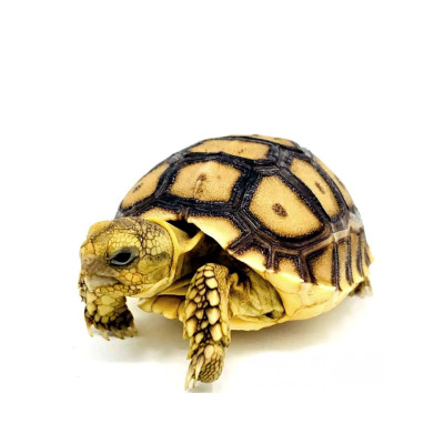 Tortuga sulcata juvenil de 10-20 cm Centrochelys sulcata sana