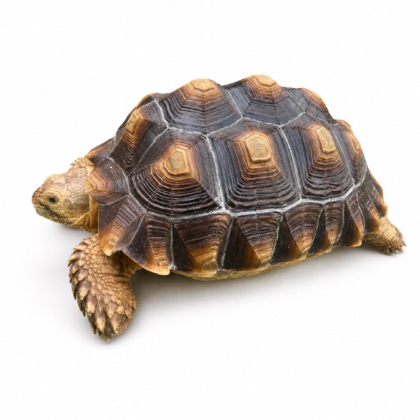 Tortuga sulcata - Centrochelys sulcata juvenil sin sexar (20-30 cm)