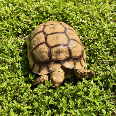 Ejemplar juvenil de tortuga terrestre sulcata nacida en cautividad.