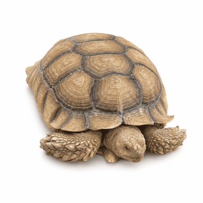 Hembra de Centrochelys sulcata subadulta sexada para cría legal.