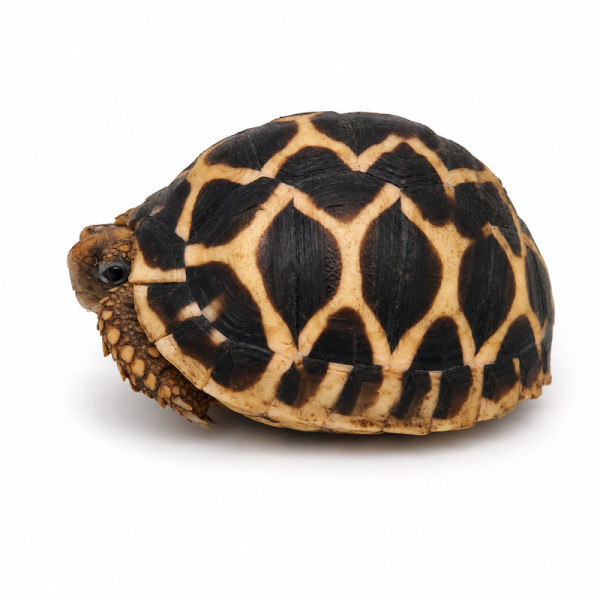 Tortuga estrellada de la India - Geochelone elegans cría sin sexar (4-8 cm)