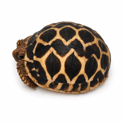 Tortuga terrestre tropical Geochelone elegans nacida en cautividad.