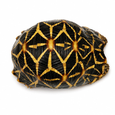 Hembra de Geochelone elegans sexada nacida en cautividad en la UE con garantía sanitaria total.
