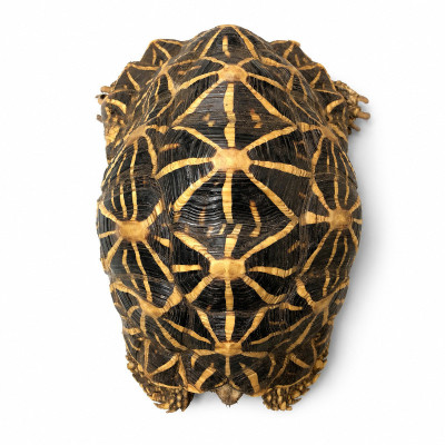 Pareja adulta de tortuga terrestre tropical estrellada de la India con anilla y CITES legal