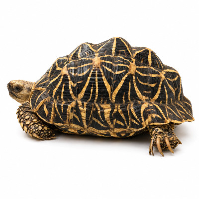 Macho adulto de tortuga estrellada de la India Geochelone elegans con caparazón piramidal perfecto.