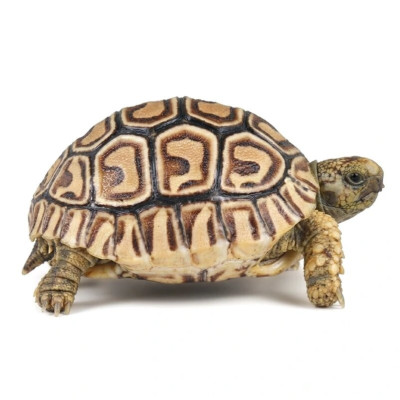 Cría de tortuga leopardo africana Stigmochelys pardalis de 5-8 cm con patrón de caparazón único.