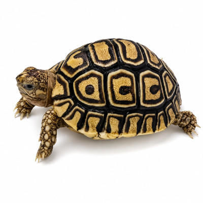 Pequeña tortuga leopardo babcocki nacida en cautividad disponible para compra online segura