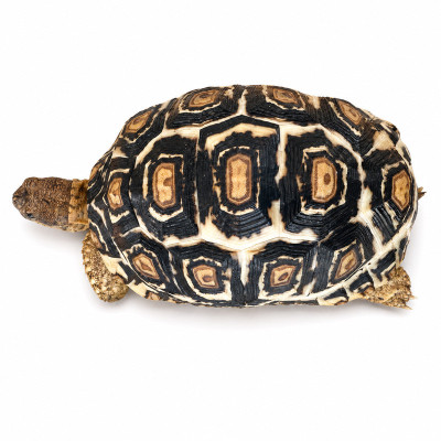 Ejemplar de tortuga leopardo africana para jardín en España.