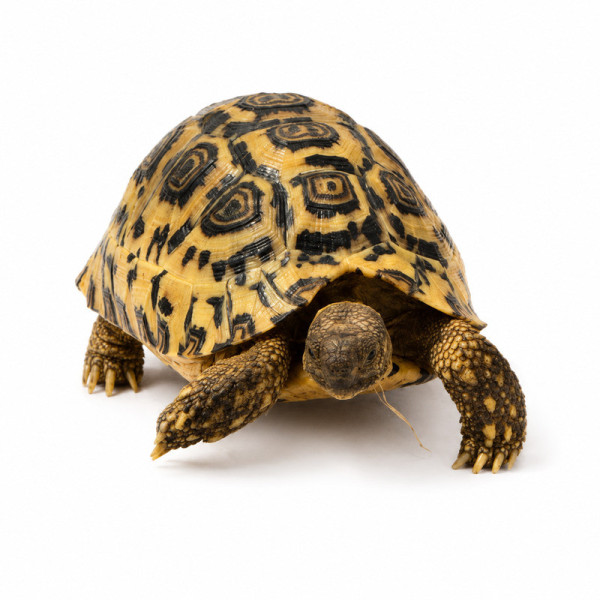 Tortuga leopardo - Stigmochelys pardalis juvenil sin sexar (10-20 cm)