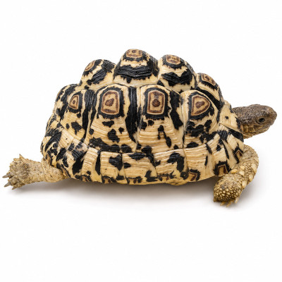Stigmochelys pardalis babcocki juvenil con garantía sanitaria.