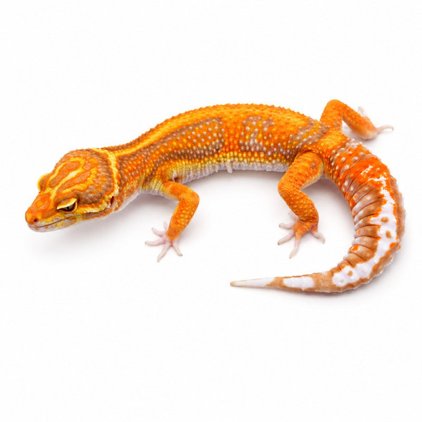 Gecko leopardo tangerine rainwater - Eublepharis macularius subadulto macho ♮003