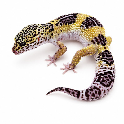 Gecko leopardo Melanistic Mack Snow Het macho Eublepharis macularius con tonos oscuros.