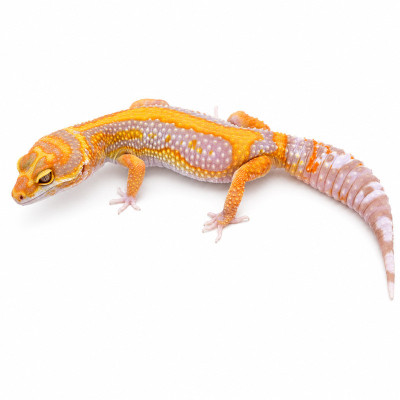 Gecko leopardo hembra Monarch Line Tangerine Bold Tremper con colores intensos y anaranjados.