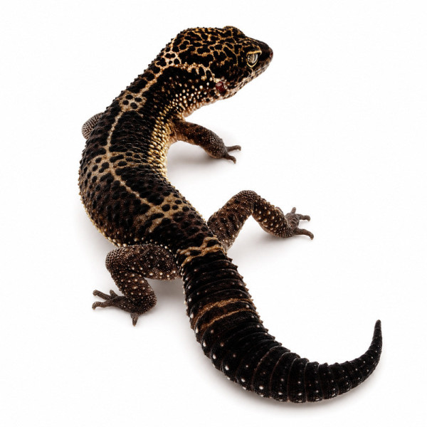 Gecko leopardo Black Night - Eublepharis macularius adulto macho ♮005