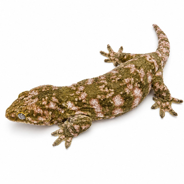 Gecko gigante de Nueva Caledonia TRU × PI - Rhacodactylus leachianus juvenil macho ♮001