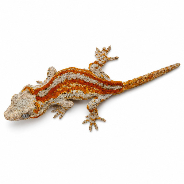 Gecko gárgola Red y Orange stripe - Rhacodactylus auriculatus juvenil hembra ♮005