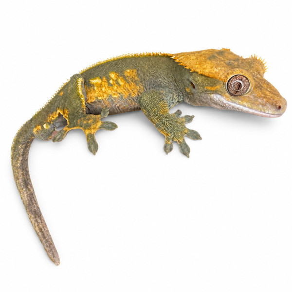 Gecko crestado Pinstripe Dark het Axanthic - Correlophus ciliatus subadulto macho ♮007