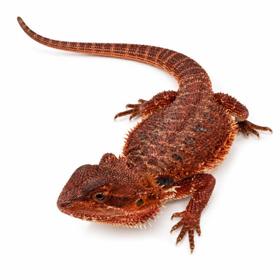 Dragón barbudo hembra juvenil fase Dark Red Monster Double Het con coloración roja intensa.