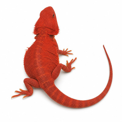 Dragón barbudo hembra subadulta morfo Hypotrans Full Red con piel lisa y coloración roja profunda.