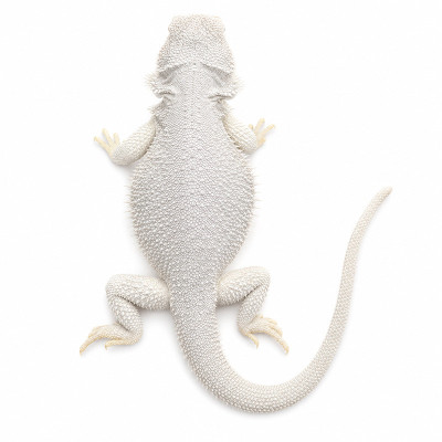 Dragón barbudo hembra subadulta fase Hypo Zero High White sin patrón y color blanco puro.