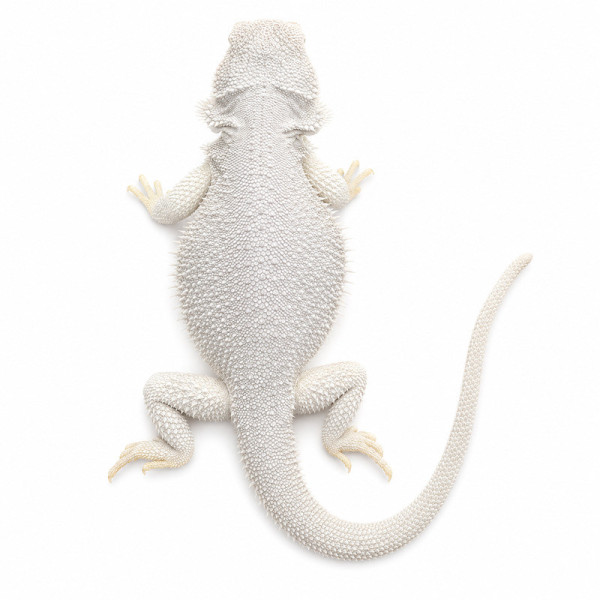 Dragón barbudo común Hypo Zero High white - Pogona vitticeps subadulta hembra ♮005