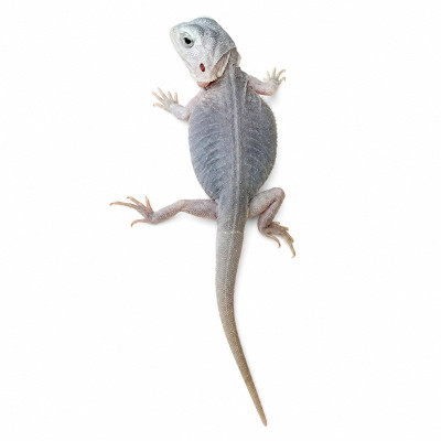 Agama barbudo leatherback morfo wero disponible para compra online con envío rápido y seguro.