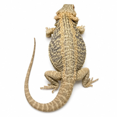 Pogona vitticeps adulta blanca lista para reproducción con garantía sanitaria de 8 semanas.