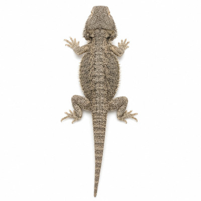 Ejemplar de dragón barbudo oriental Pogona barbata hembra subadulta en su terrario con luz UV