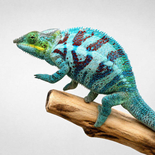 Camaleón pantera Ambanja de línea pura - Furcifer pardalis adulto macho ♮007