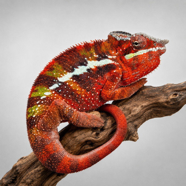 Camaleón pantera Ambilobe - Furcifer pardalis adulto macho ♮010