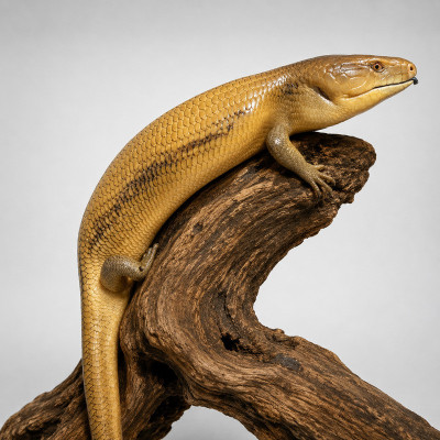 Macho adulto de eslizón de lengua azul del norte fase Toffee Tiliqua scincoides intermedia en terrario profesional.