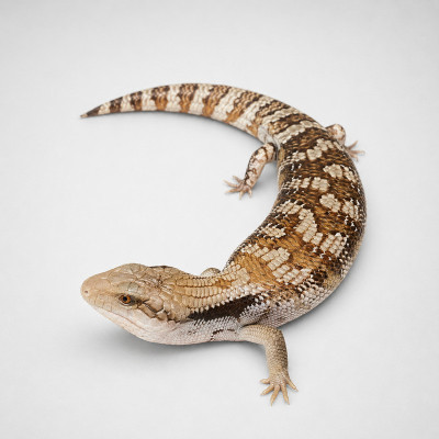 Ejemplar juvenil de eslizón de lengua azul oriental Tiliqua scincoides scincoides High Orange en su terrario.