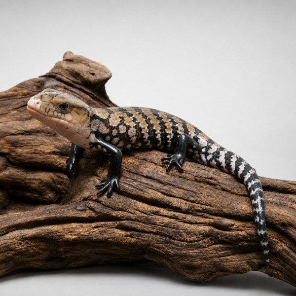 Eslizón de lengua azul indonesio – Tiliqua gigas gigas juvenil sin sexar ♮001