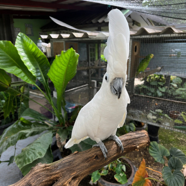 Cacatúa blanca papillera - Cacatua alba hembra anillada (6 meses) ♮001