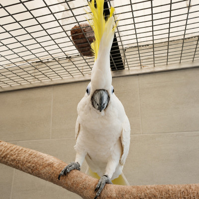Loro cacatúa galerita papillera joven con plumaje blanco impecable y cresta amarilla brillante