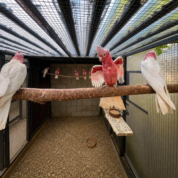Cacatúa galah lutina papillera - Eolophus roseicapilla (macho o hembra) anillada 5 meses ♮001