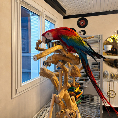 Guacamayo ruby papillero - Híbrido Ara macao × Ara chloropterus hembra anillado (10 meses) ♮001
