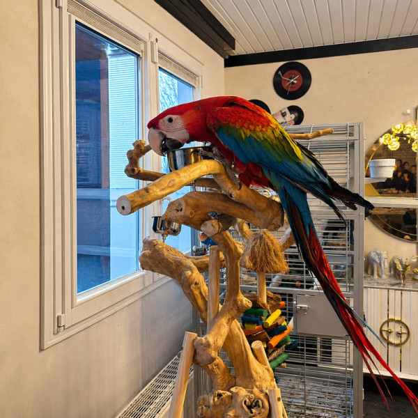 Guacamayo ruby papillero - Híbrido Ara macao × Ara chloropterus hembra anillado (10 meses) ♮001