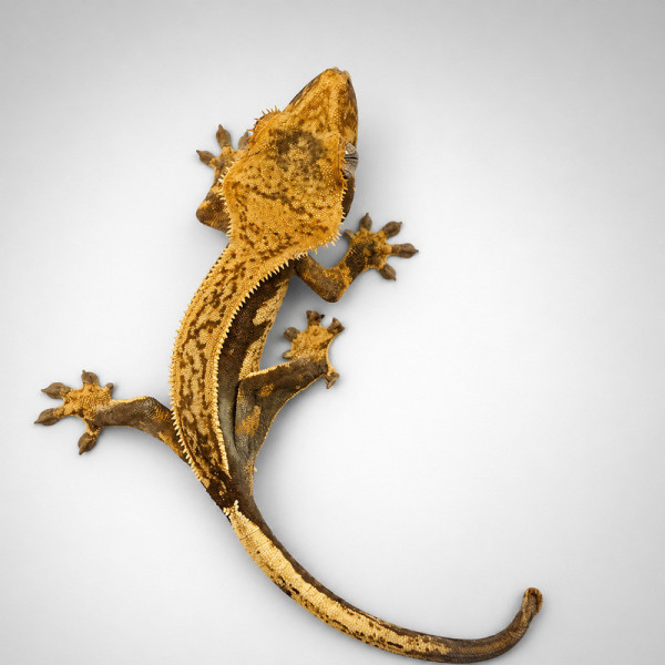 Gecko crestado Empty back - Correlophus ciliatus juvenil sin sexar ♮002