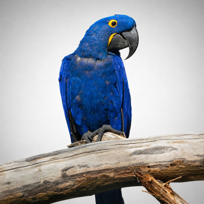 Guacamayo azul jacinto papillero de 10 meses con plumaje azul cobalto intenso y anilla oficial.